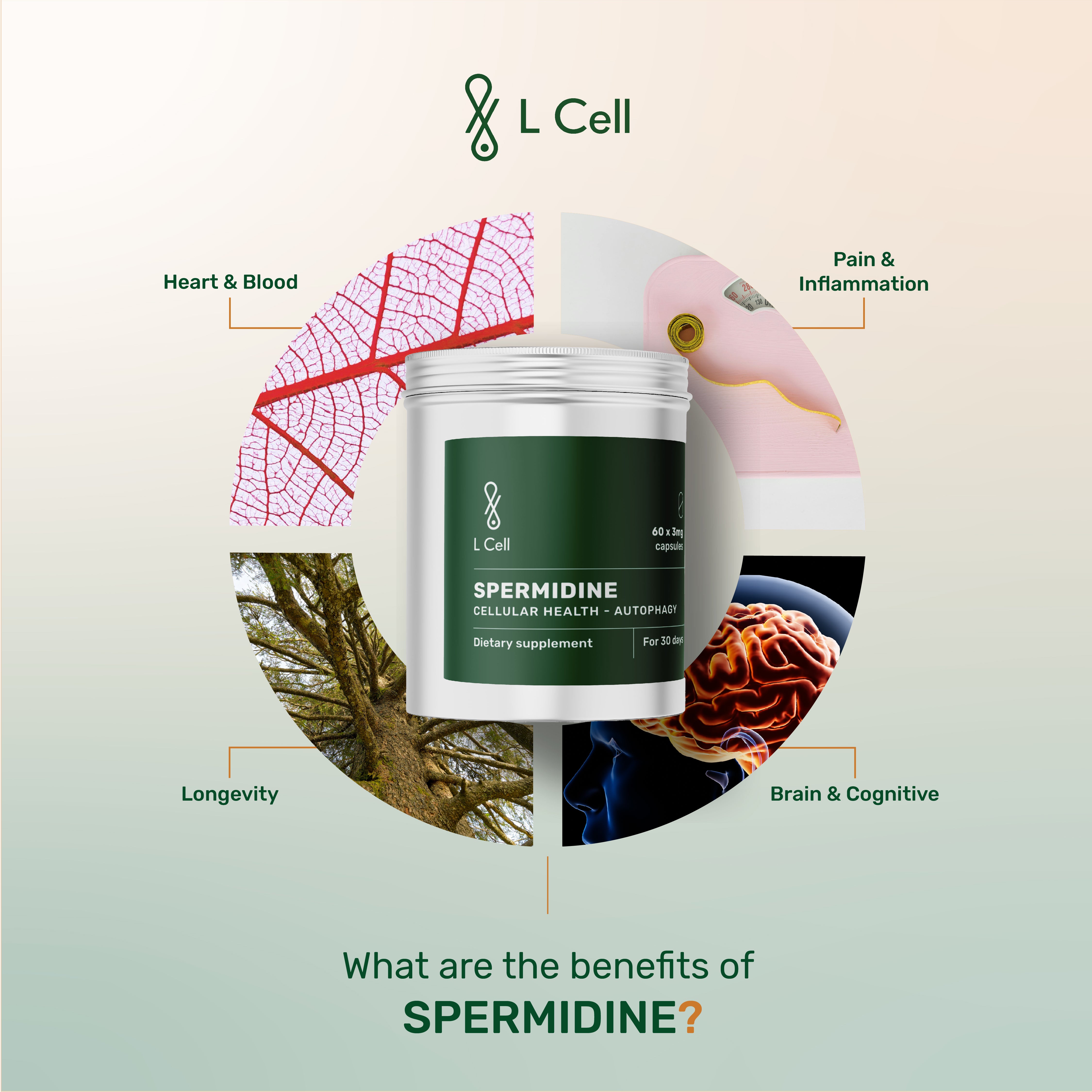 Spermidine Capsules 3mg (30 servings, 60 caps)